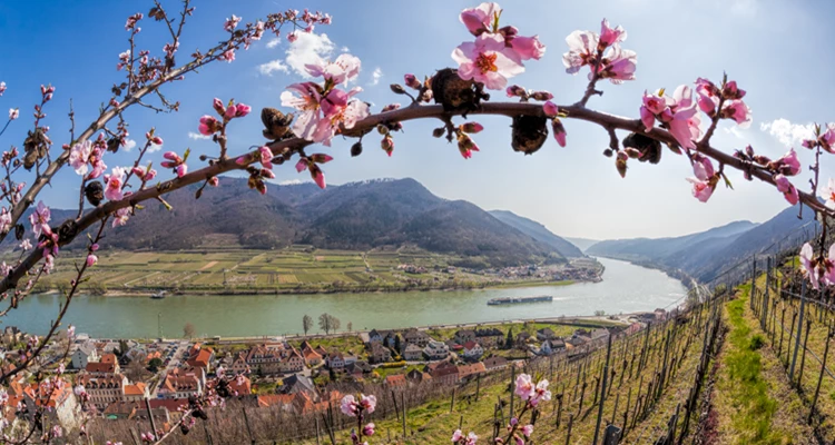 Warum die Wachau berühmt für ihre Marillen ist